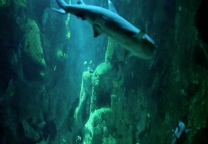 Aquarium de la Rochelle - Sol interactif on Vimeo